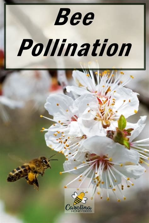 Honey Bee Pollination Facts Carolina Honeybees Pollination Bee
