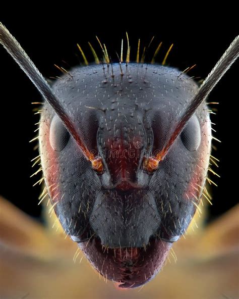 Ant Face Extreme Close Up Macro Photography Stock Image Image Of