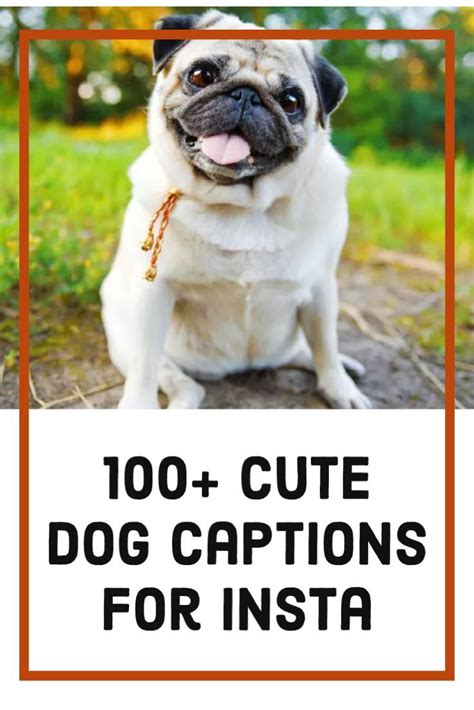 Dog Caption Ideas For Instagram Dog Captions For Insta Dog Instagram