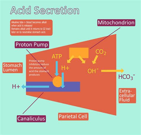 Acid Production Hydrochloric Acid Regulation Teachmephysiology