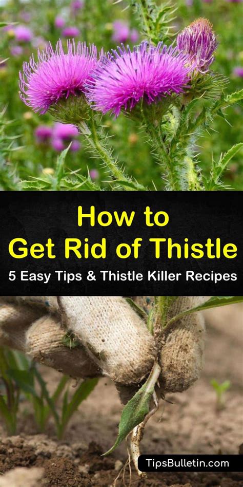 5 Easy Ways To Get Rid Of Thistle