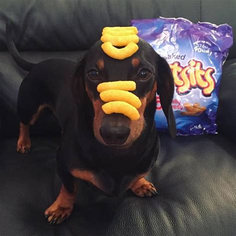 A Dachshund Dog Sitting On A Couch Wearing A Bunch Of Bananas On Its Head