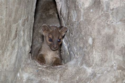 Fossa Pup Is A First For Denver Zoo Zooborns