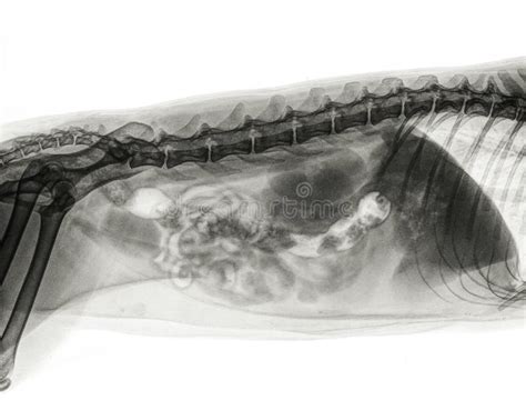 X Ray Of The Abdomen Of A Cat Stock Photo Image Of Hospital Medicine