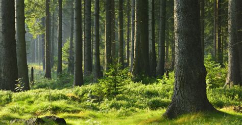 Bosques Origen Clasificación Importancia Y Características