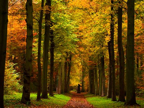 Autumn Path Wallpaper Forest Falls Autumn Scenery Forest Road