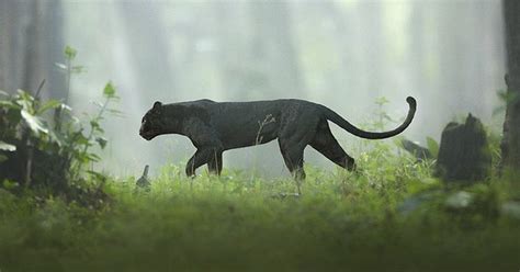 19 photos showing a majestic black panther roaming through the jungles of india demilked