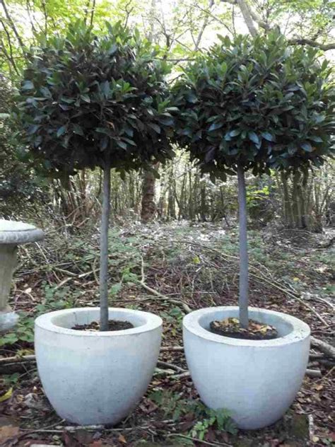 Best Trees For Patio Pots Uk Patio Ideas