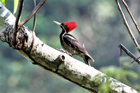 4/9 Big Woodpecker - one forest fragment