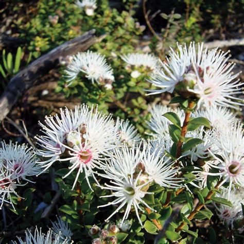 We did not find results for: Muntries - Green Olive at Red Hill - Farm the Good Life