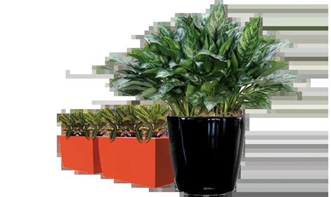 Indoor Plants Hire Melbourne Office Plant Hire Melbourne