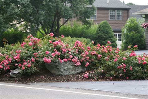 Flower Carpet Pink Supreme Groundcover Roses Landscaping