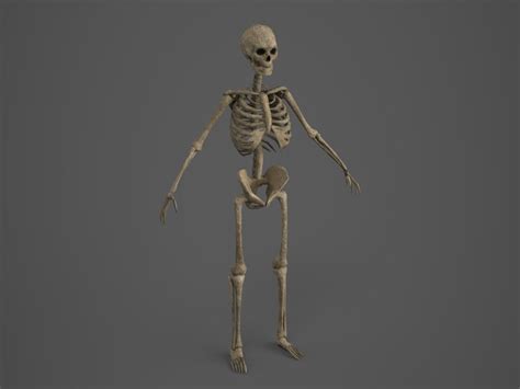 Skeleton Pbr Animated Low Poly Free Vr Ar Low Poly 3d Model Images