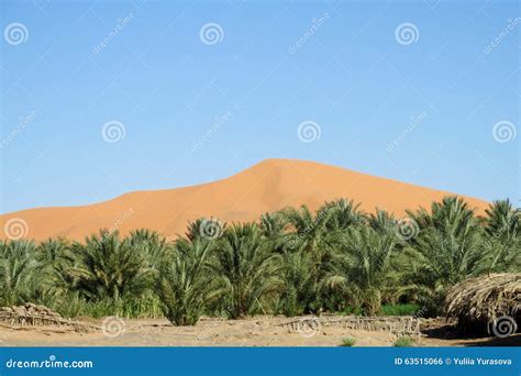 Palm Trees Oasis In Sand Dunes Stock Photo Image Of Nature Coconut