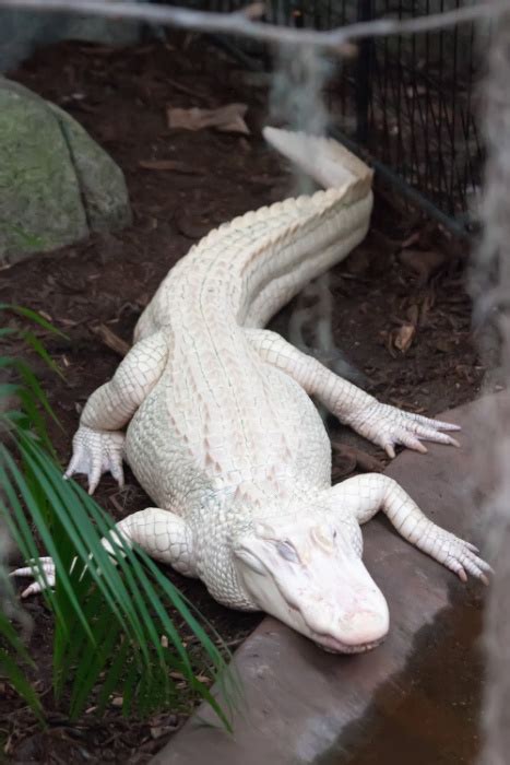 Two Albino Alligator Babies Were Born At A Zoo In Florida And I Have To