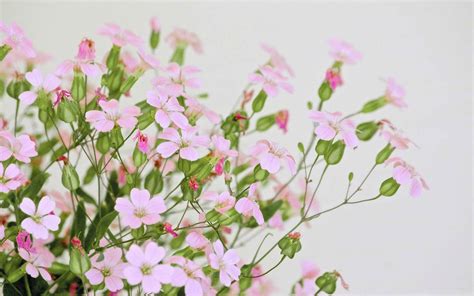 Cute Pink Flowers Mac Wallpaper Download Allmacwallpaper