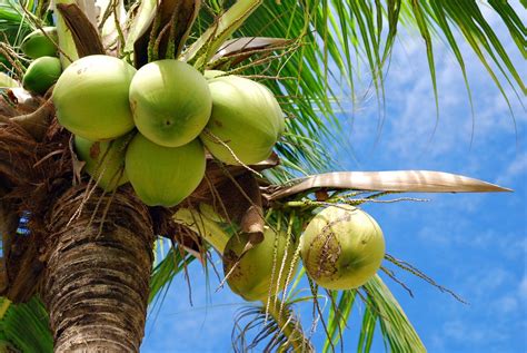 Young Coconuts Thirst Quenching Thai Coconut Water Localise Asia