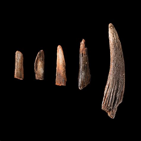 Early Humans Make Bone Tools The Smithsonian Institutions Human