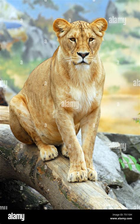 Lion Angola Löwe Oder Katanga Löwe Löwe Panthera Leo Bleyenberghi
