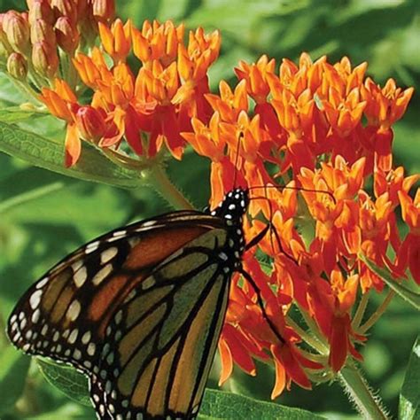 Butterfly Weed Seeds Non Gmo Etsy