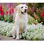 Dogs Retriever White Golden Animals Wallpapers 