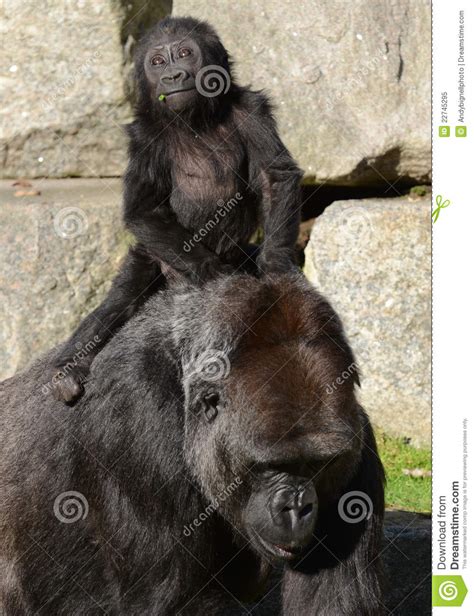 Mother And Baby Gorilla Western Lowland Gorilla Royalty