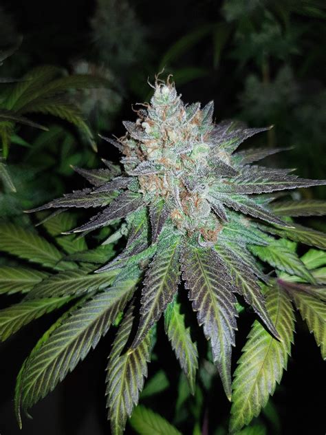 Northern Lights Grow Diary Journal Harvest15 By Pikesrsa Growdiaries