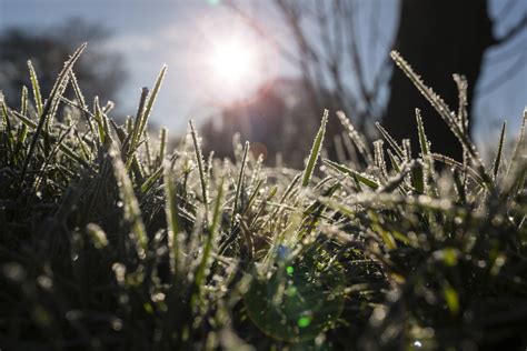 4 Winter Lawn Weeds In Ohio And What To Do About Them