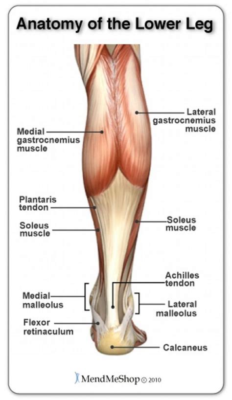 Each of these muscles is a discrete organ constructed of skeletal muscle tissue, blood vessels, tendons, and nerves. Anatomy Of Leg Muscles And Tendons Muscle Tendons And ...