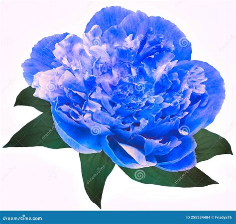 Blue Peony Flower On White Isolated Background With Clipping Path