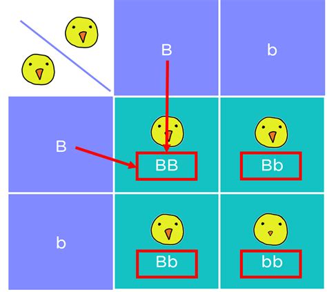 What Is A Punnett Square And Why Is It Useful In Genetics Determine The Genotypes Letters