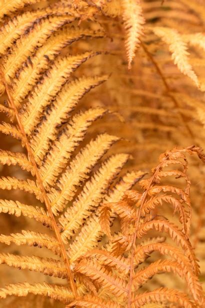 Yellow Fern Free Stock Photo Public Domain Pictures