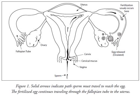 In Vitro Fertilization Treatment