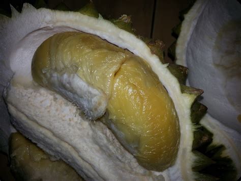 Durian udang merah vs musang king durian |durian fruit malaysiamari! MY ALL: durian udang merah & durian tembaga