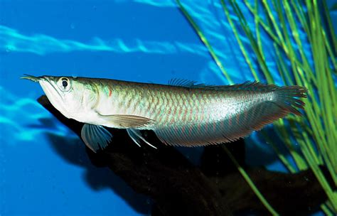 Browse big fish pictures, photos, images, gifs, and videos on photobucket Arowanas in your Aquarium | Fun Animals Wiki, Videos ...