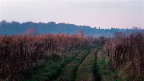 Free Images Landscape Tree Nature Forest Grass Marsh Wilderness