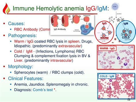 Ppt Haem13 Hemolytic Anemia Acquired Powerpoint Presentation Free