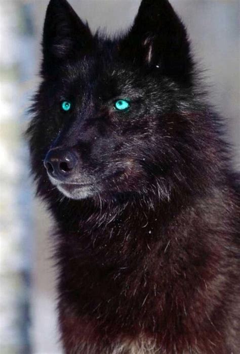 Чёрный волк с красными глазами 98 фото