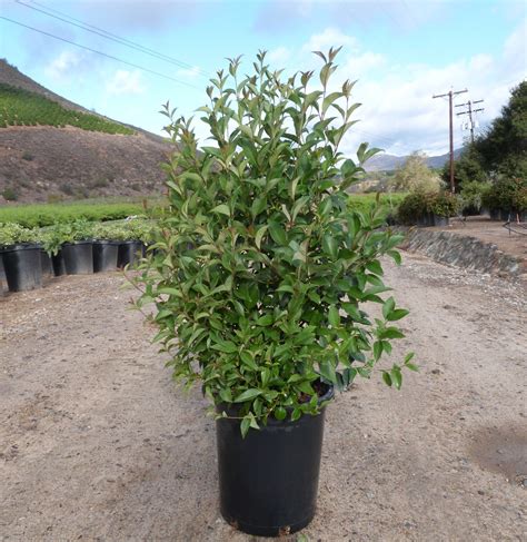 Ligustrum Japonicum Lucidum T Y Nursery