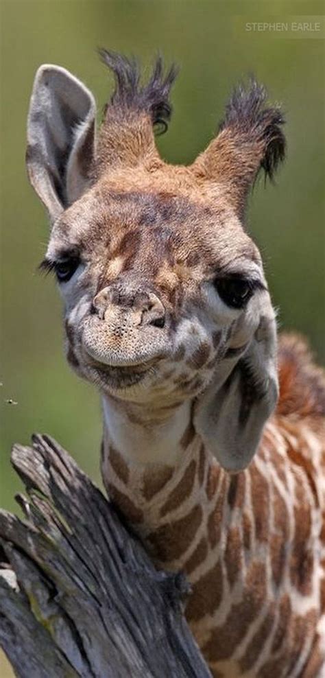 Giraffes Look So Goofy Animals Cute Animals Animals Pets