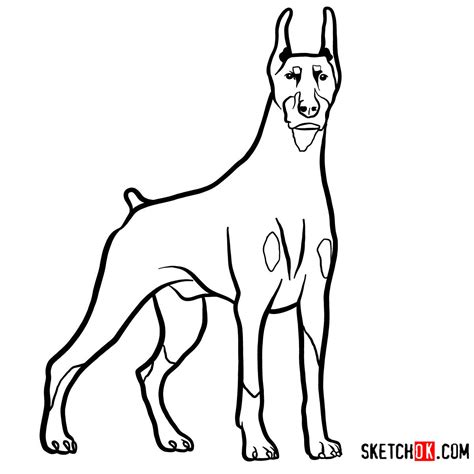 How To Draw The Dobermann Dog Sketchok Easy Drawing Guides