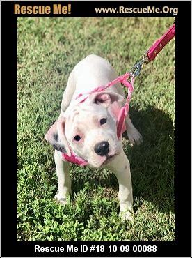 Click here to view french bulldogs in north carolina for adoption. - North Carolina Dog Rescue - ADOPTIONS - Rescue Me!