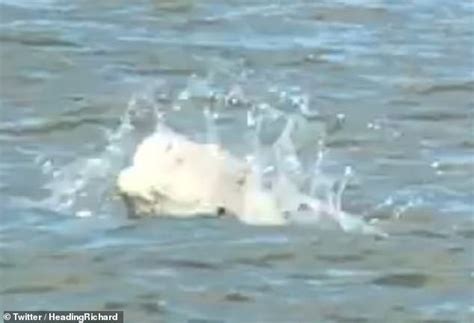 Fears Grow For Very Lost Benny The Beluga Whale As It Heads Further Up The Thames Daily