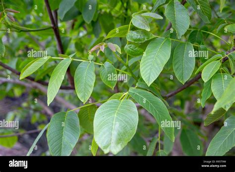 Walnut Tree Leaves Hi Res Stock Photography And Images Alamy