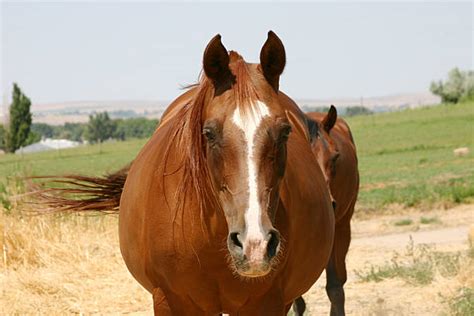 Pregnant Mare Stock Photos Pictures And Royalty Free Images Istock