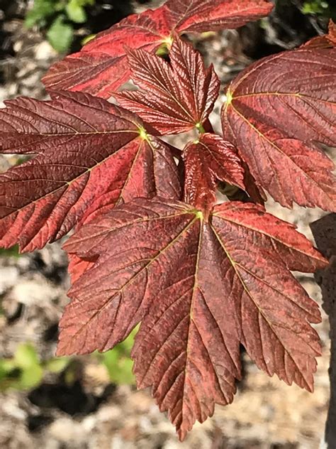 Acer Pseudoplatanus Variegated Mendocino Maples Nursery