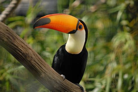 Many animals have adapted to the unique conditions of the tropical rainforests. Tropical Rainforest (com imagens) | Tucano, Animais ...
