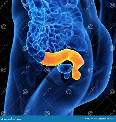 Rectum Cartoons Illustrations Vector Stock Images Pictures To Download From