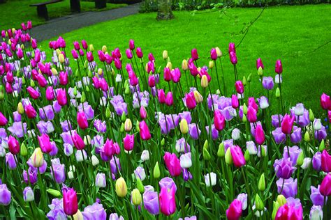 Mixed Triumph Tulips 25 Bulbs Assorted Colors Of Tulip Bulbs By