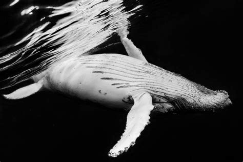 Black And Whale Barathieu Gabriel En Reproducción Impresa O Copia Al óleo Sobre Lienzo